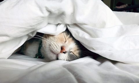 best goose down comforters king queen feather comforter cat