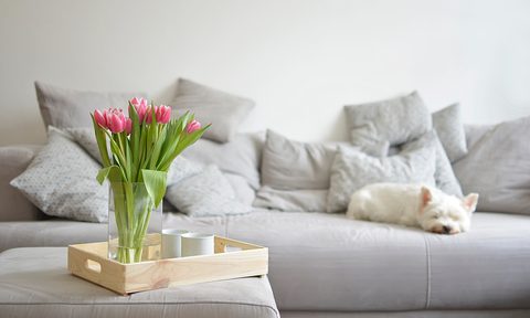 aop version 15 best ottoman tray couch dog