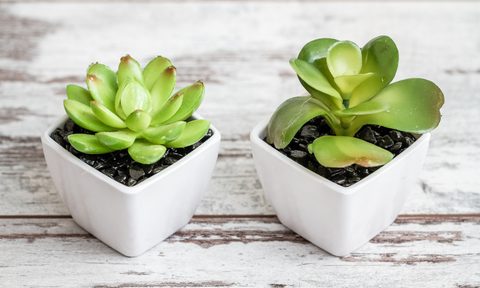 best artificial plants cactuses in white pots on wooden background