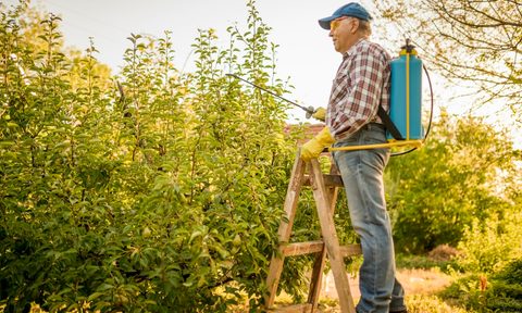 best backpack sprayers with battery solo senior man on a ladder  spraying tree