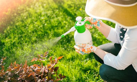 Woman spraying plants using water pulverizer