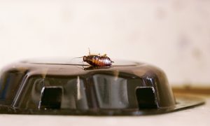 best yellow jacket traps to the rescue cockroach and poison trap