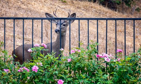 best deer repellents and natural spray young looks at roses in california backyard
