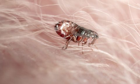 best foggers for fleas roaches and bugs flea in dog s fur