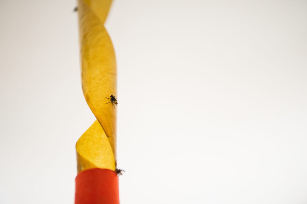 roll of fly paper with dead flies