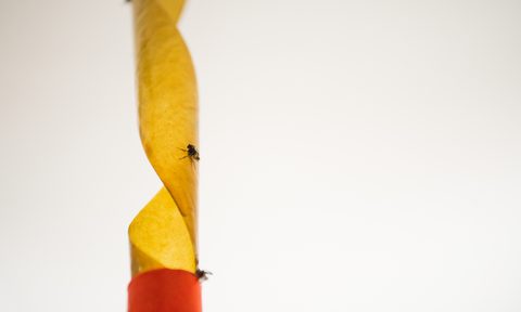 roll of fly paper with dead flies