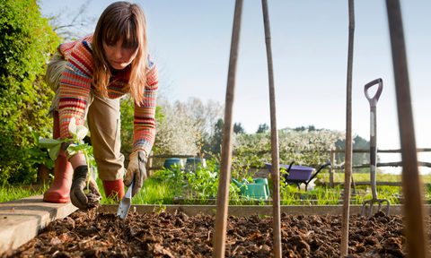 best plant food for gardens working in a veg garden