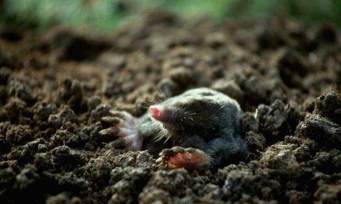 the best mole repellents and castor oil close up of an emerging