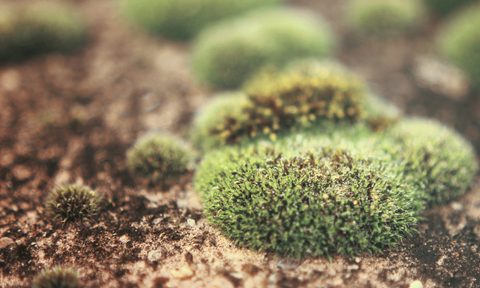best plant supports for your garden green moss