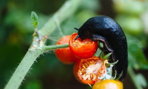 best backpack sprayers with battery solo slug pest destroying tomatoes