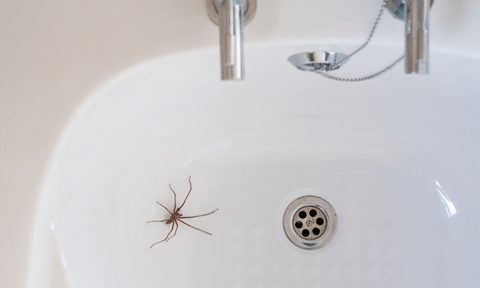 White bathroom sink with spider in it