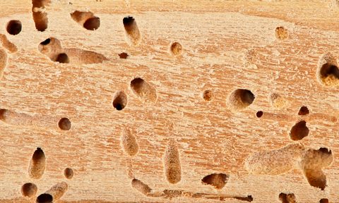 best termiticides to prevent a termite infestation termiticide  1