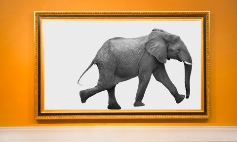 the best wall art for room decoration large photograph of elephant hanging on in frame