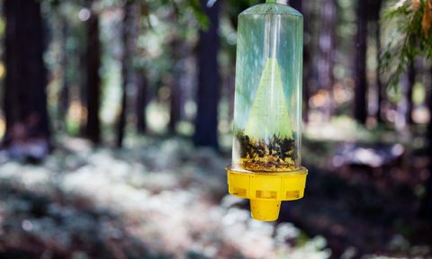 best yellow jacket traps to the rescue wasp trap