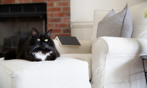 aop version 232 black and white tuxedo cat relaxing in a living room