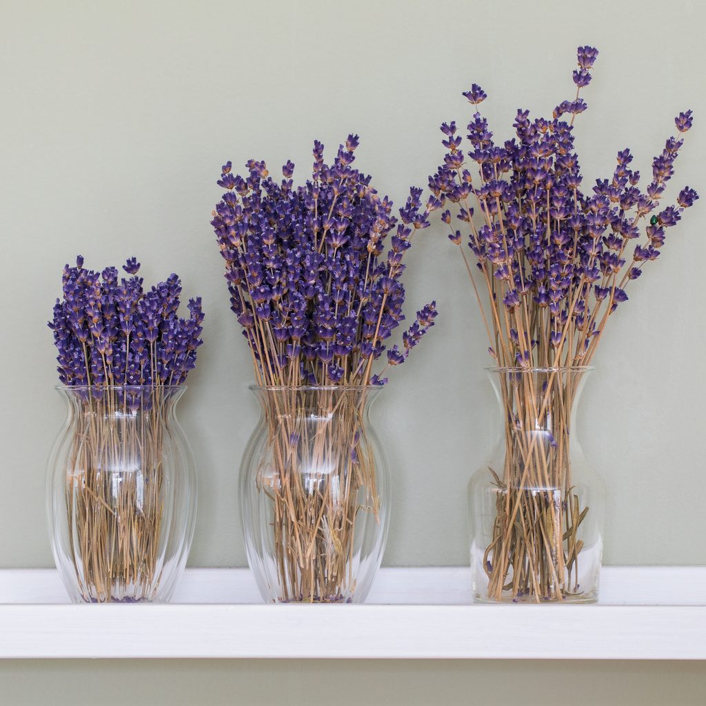 Lavendar bouquets in vases on a shelf