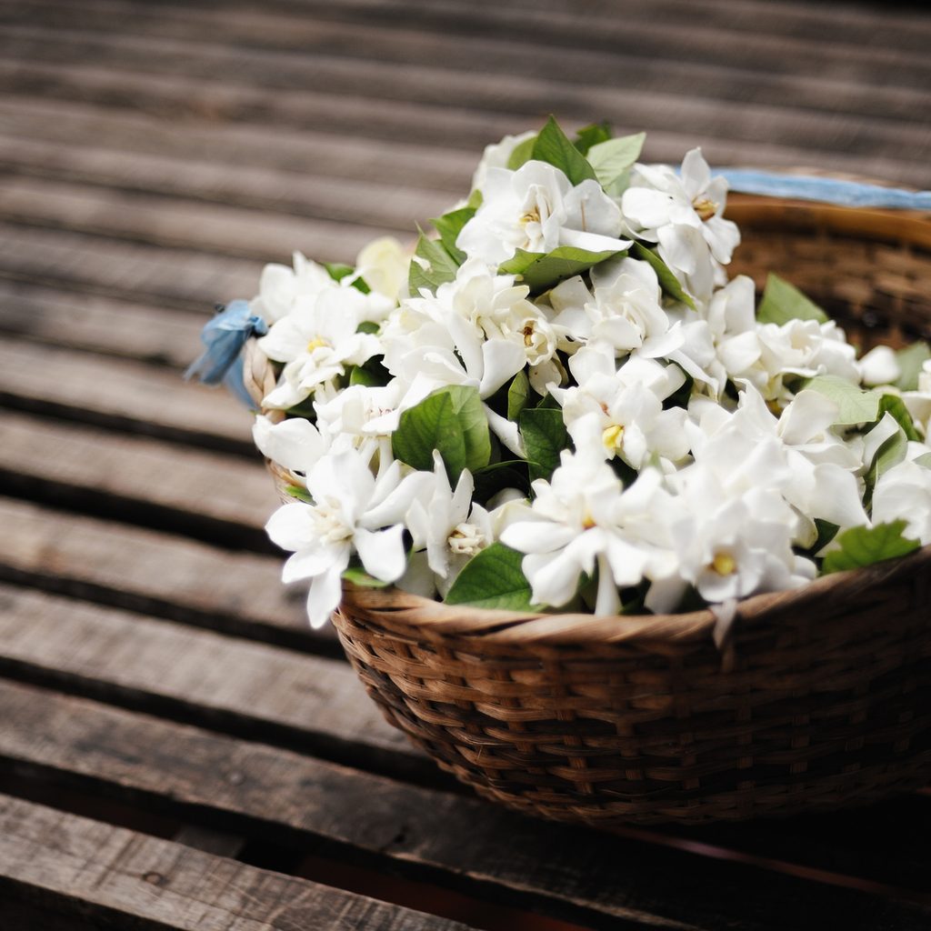 jasmine flowers in basket