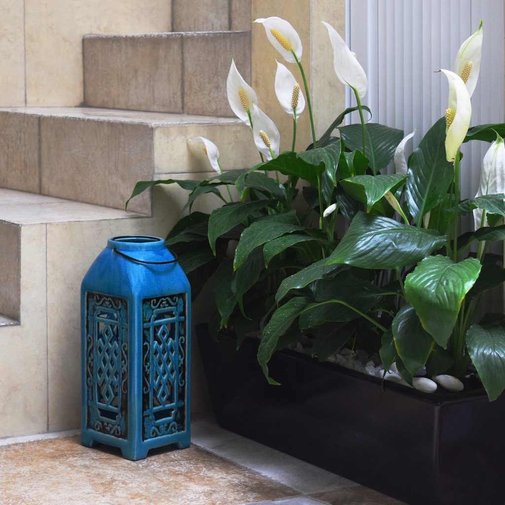 Peace lily in planter on concrete surface