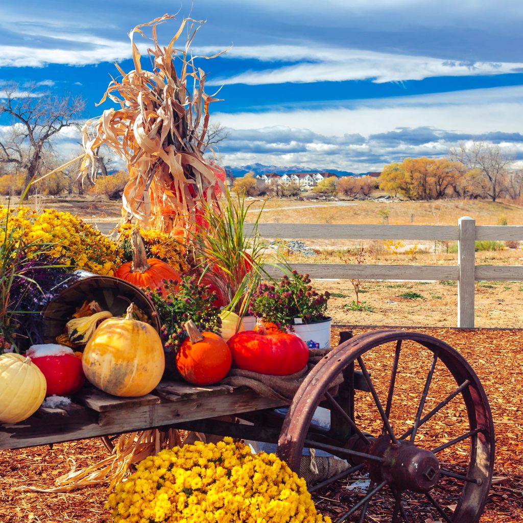 Pumpkins in a field against the sky