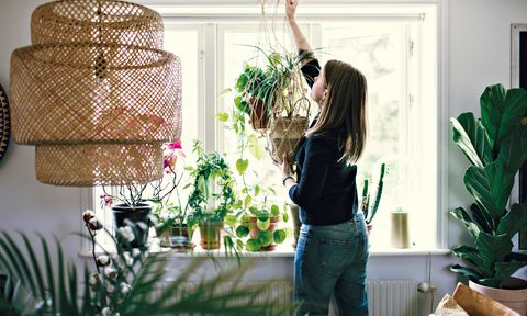 aop version 201 mid adult female environmentalist hanging potted plant on window in room at home