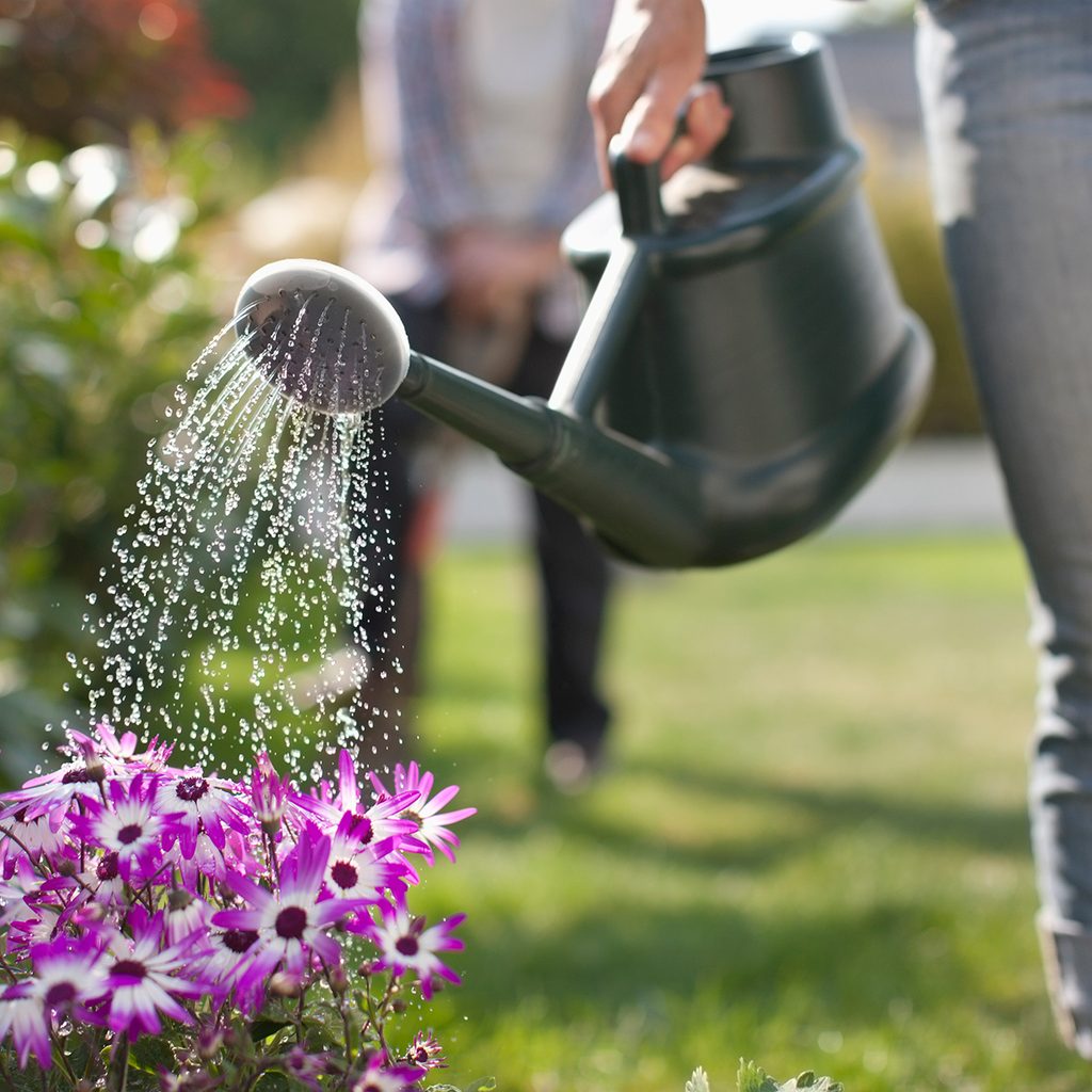 How to choose the right plants for your garden