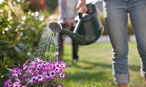 How to choose the right plants for your garden