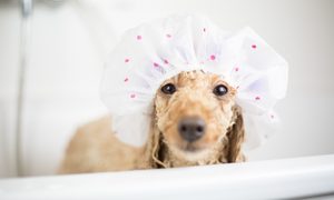 best shower caps poodle in the bathtub with bath