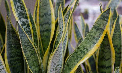 best snake plants sansevieria  plant