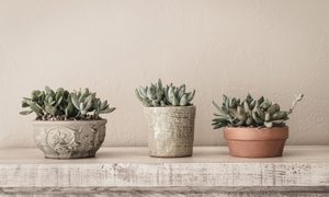 best succulent pots small mini planters on counter