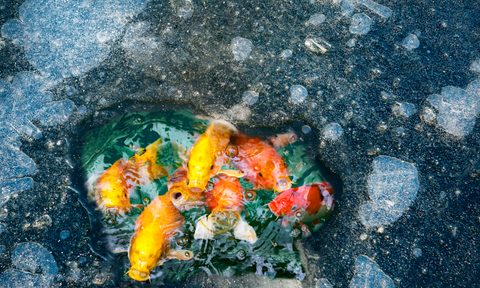 the best outdoor pond heaters ice hole with fishes in winter