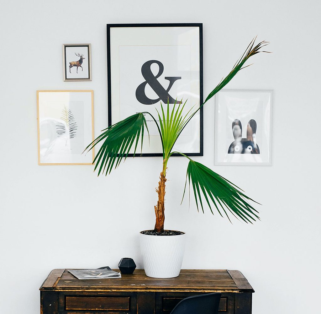 pictures and plants on wall