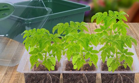 best seedling trays for your greenhouse plants tray 2