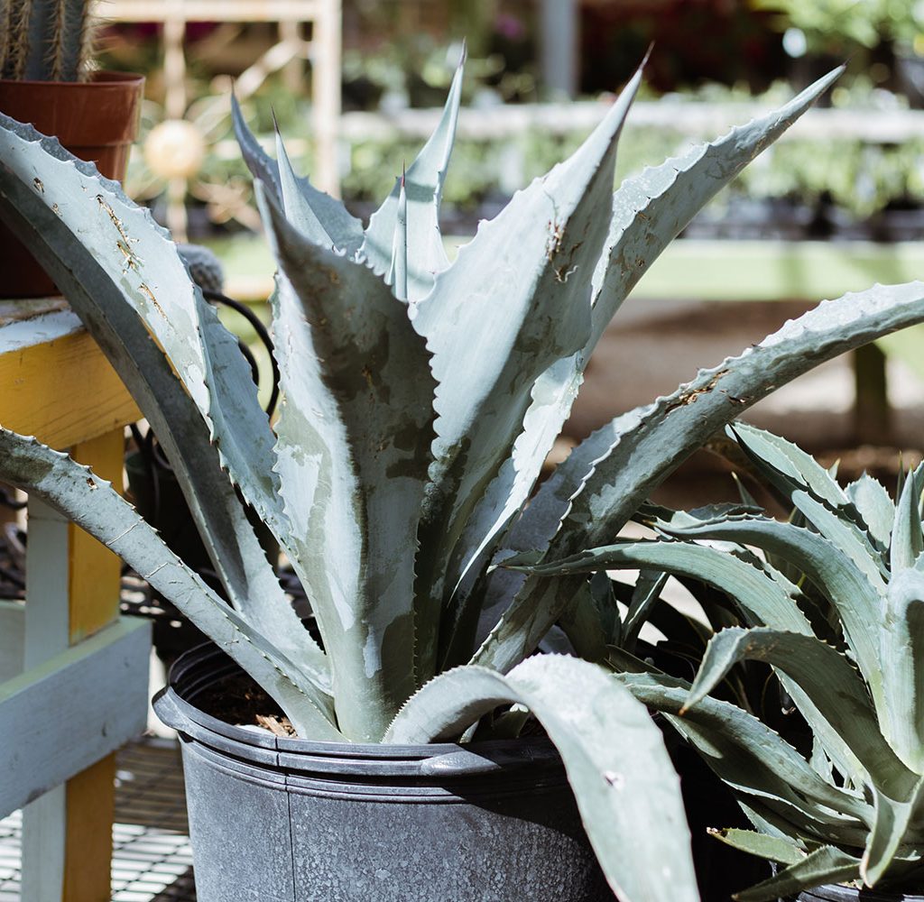 Agave