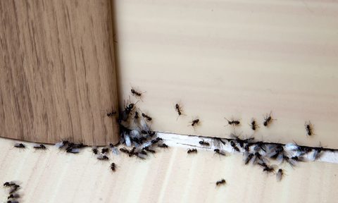 all natural ways to manage pests in and around your home ants