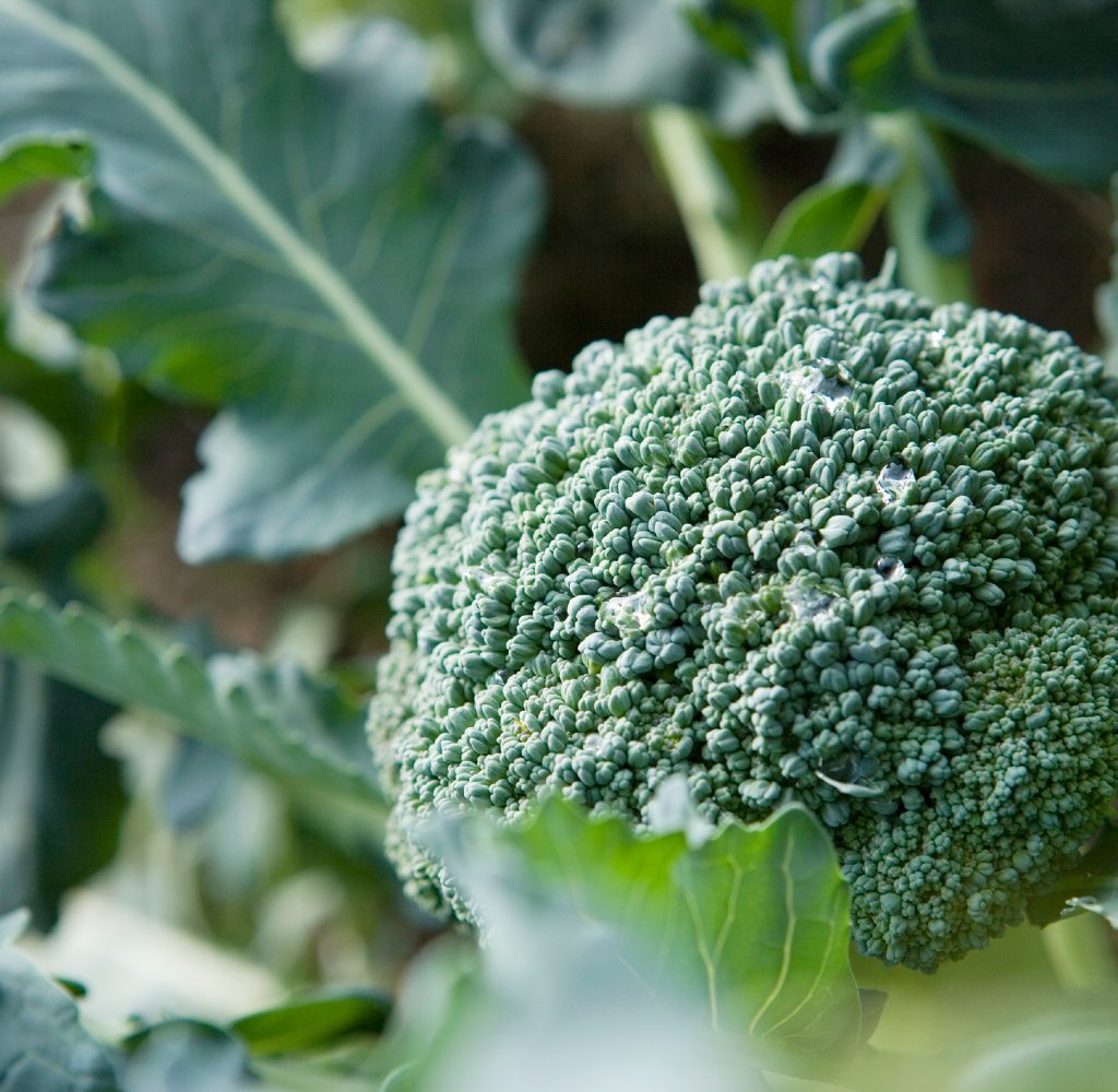 Broccoli close-up