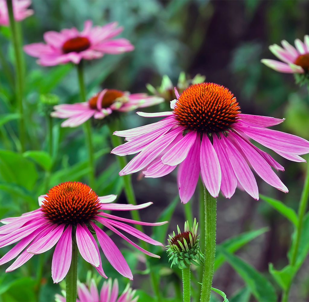 Coneflowers