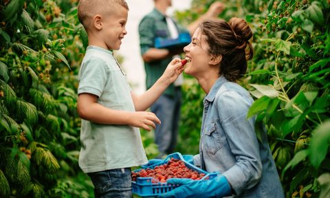 what you need to know before growing fruit at home