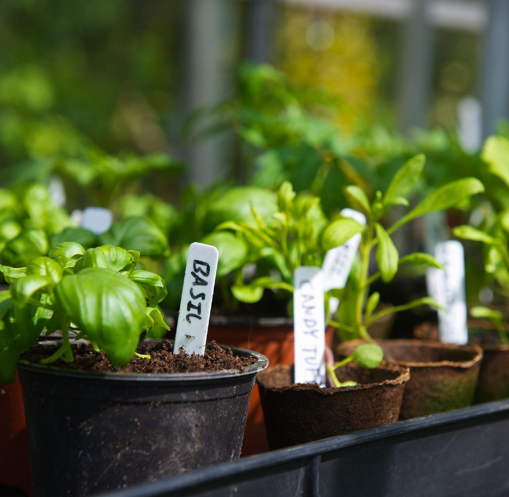 Potted herbs