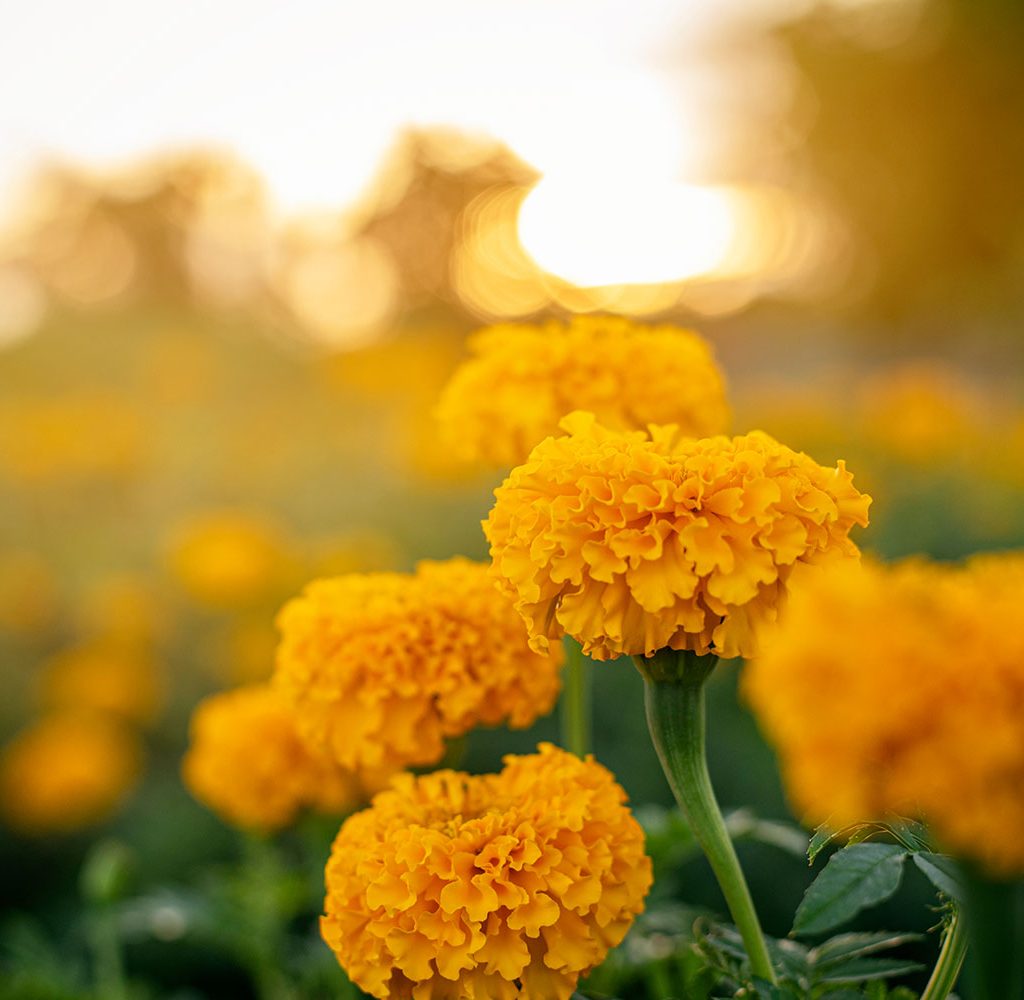 Yellow marigolds with a sunny backdrop