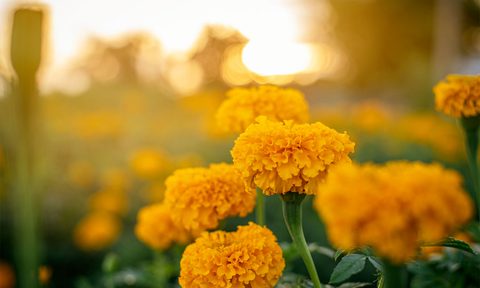 Yellow marigolds with a sunny backdrop