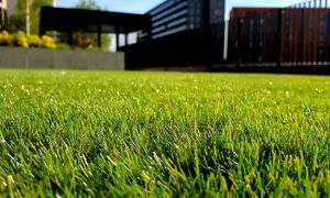 Tall grass with good lawn maintenance