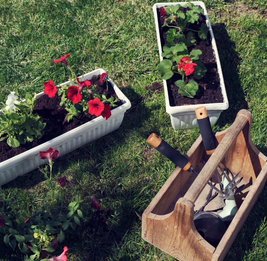 flowers in planters