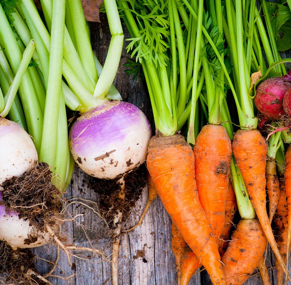 root vegetables gardening ideas