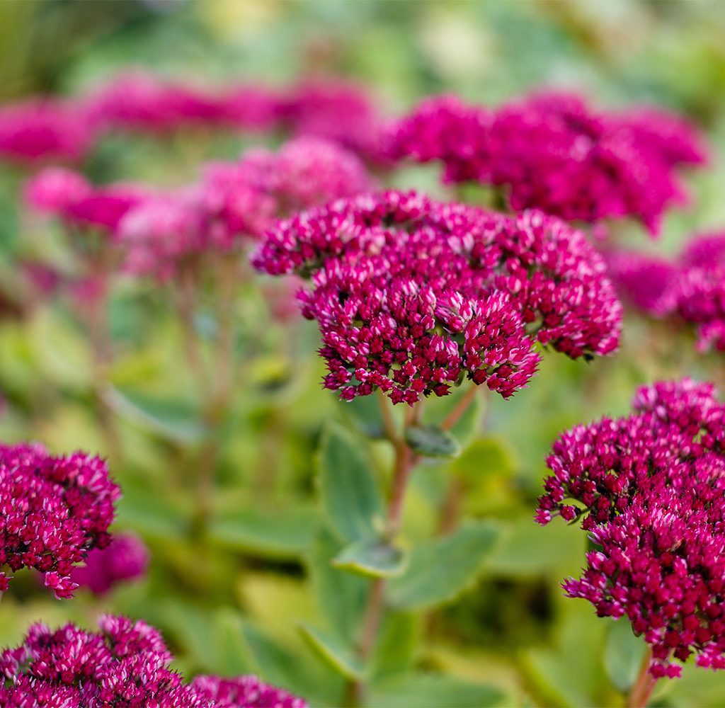 Sedum