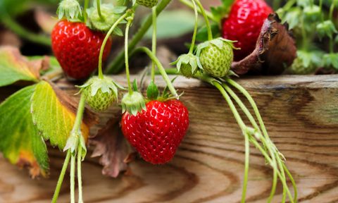 Strawberries