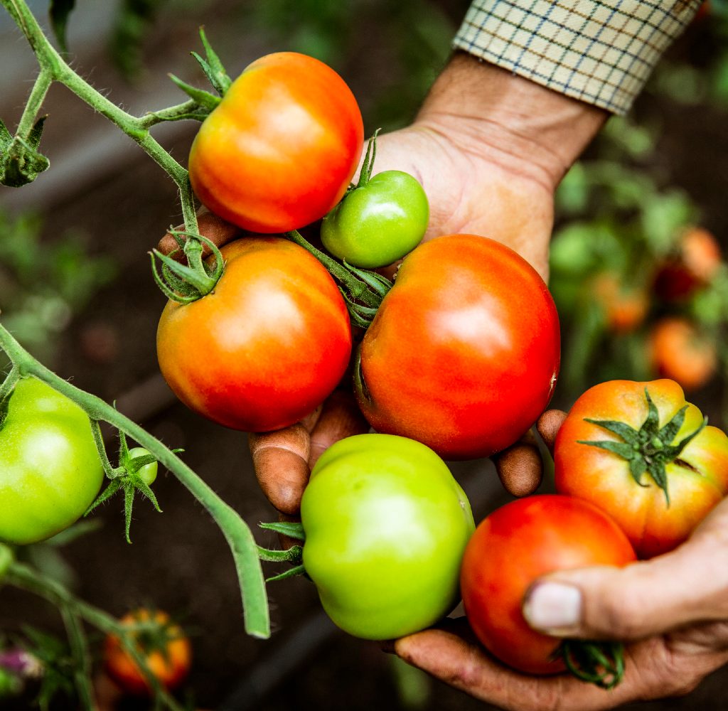person holding various tomatoes