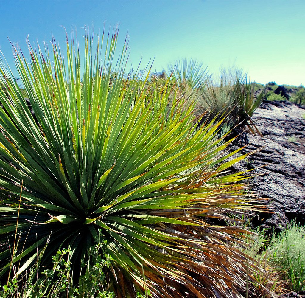 Yucca