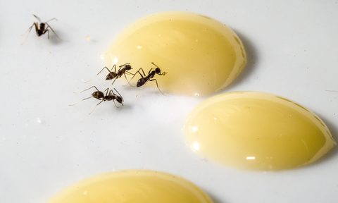 best ultrasonic pest control devices
