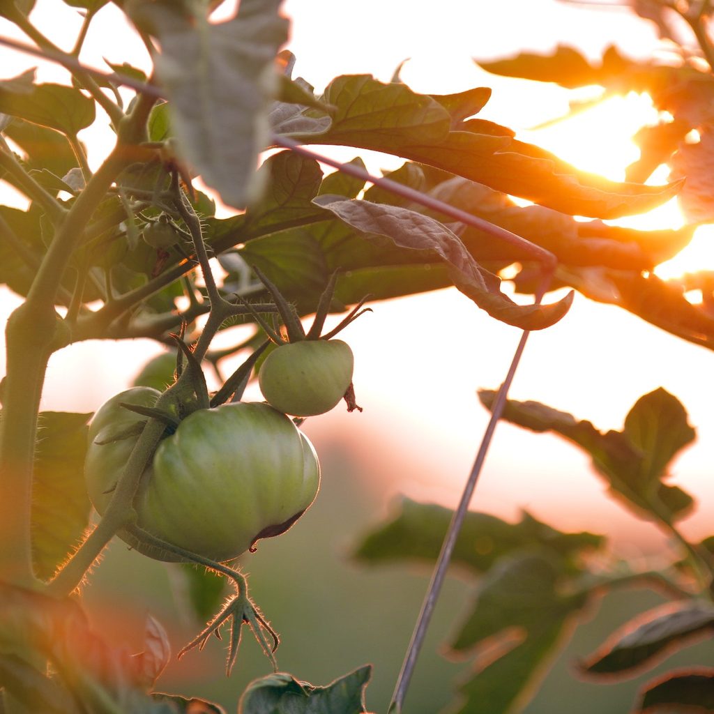 tomato on vine with sun poking through