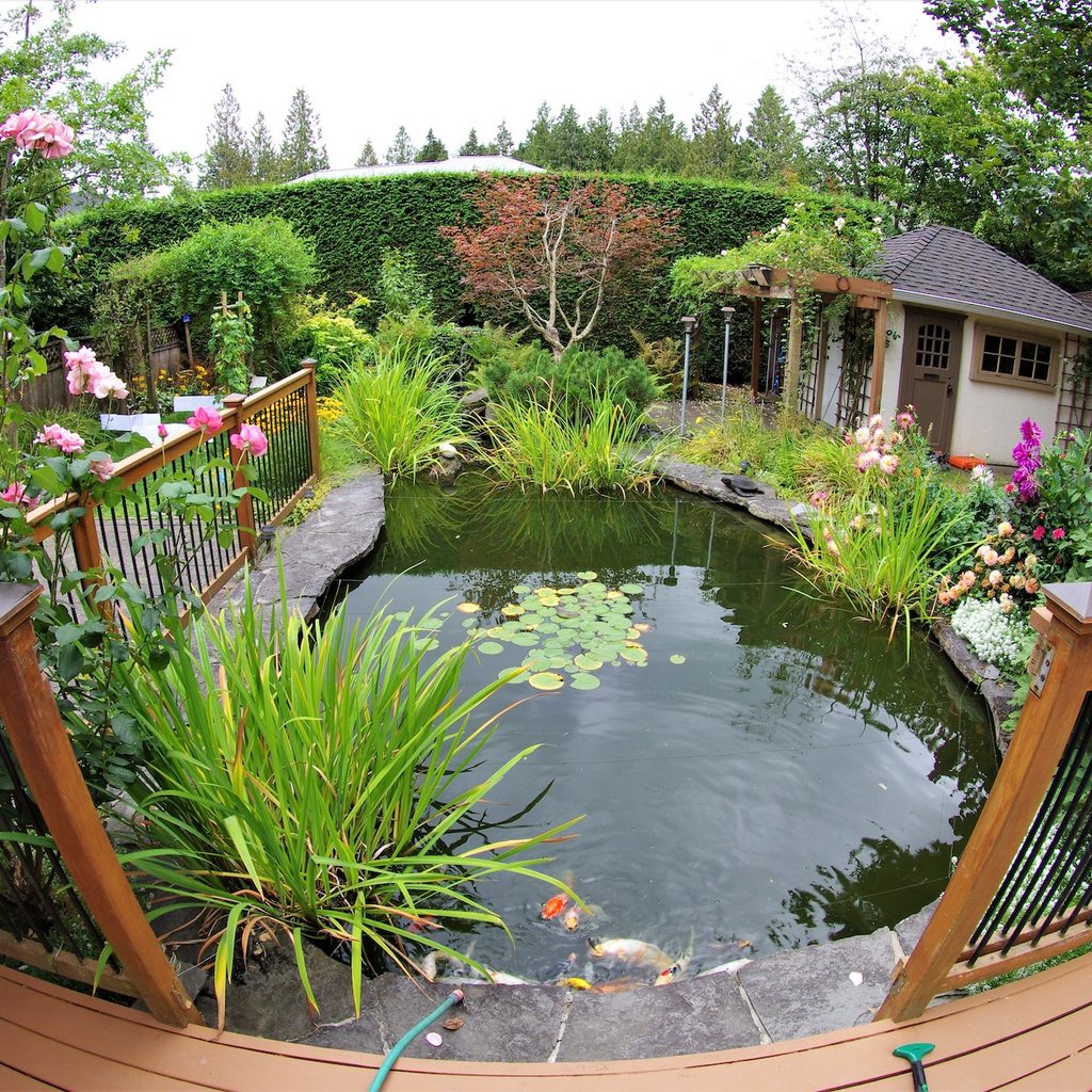 outdoor water garden with plants
